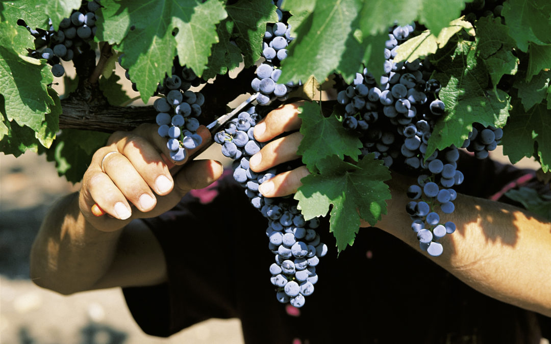 Casa Vinicola Fazio: Vendemmia 2020