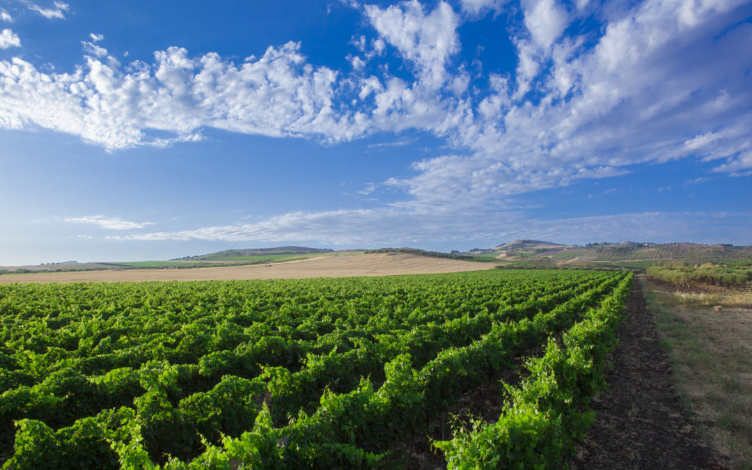 Casa Vinicola Fazio: Vendemmia 2021