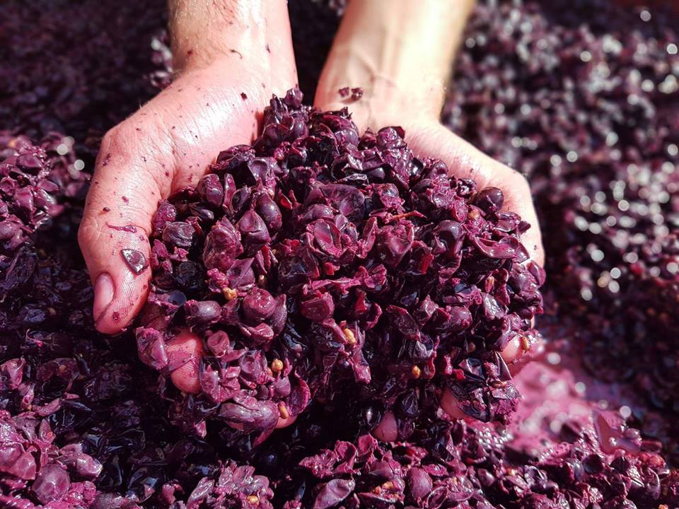 vinaccia fermentazione nero d'avola