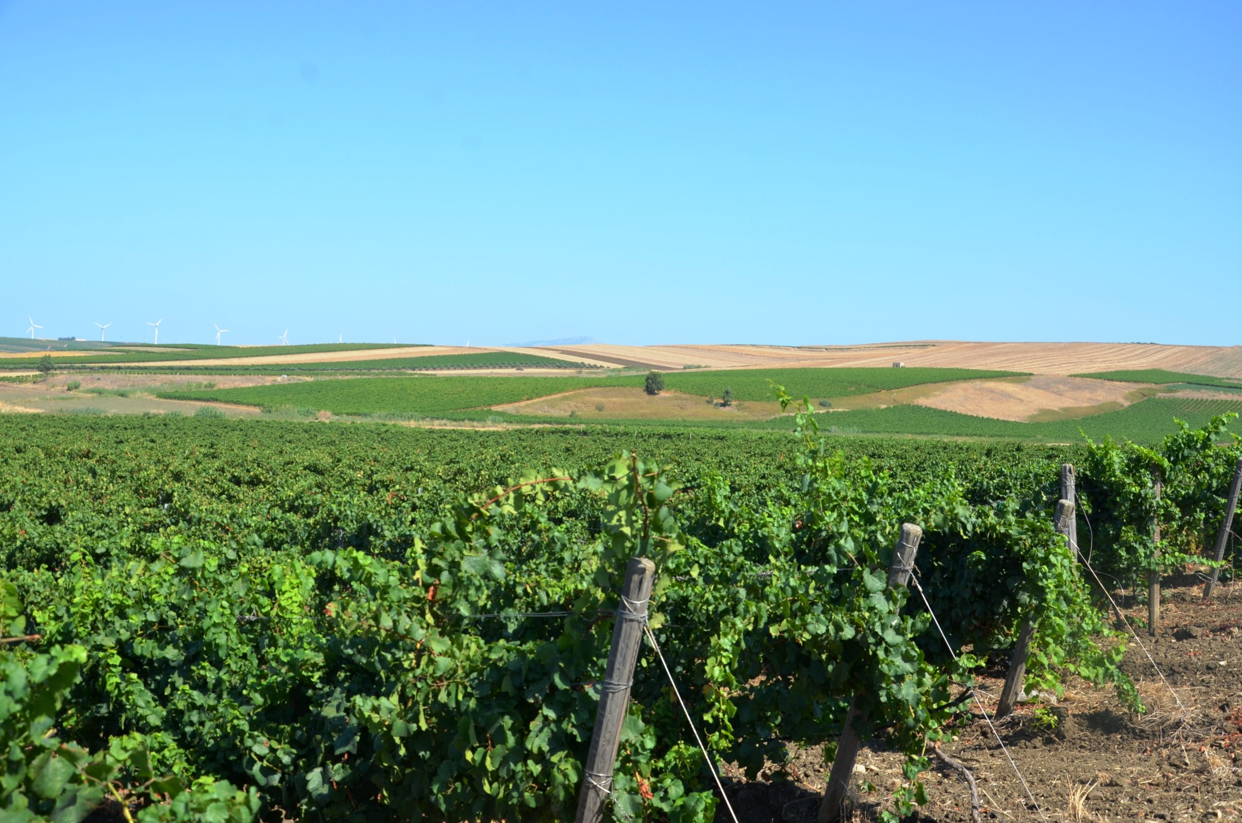 CHARDONNAY Fazio VIGNETO VENDEMMIA