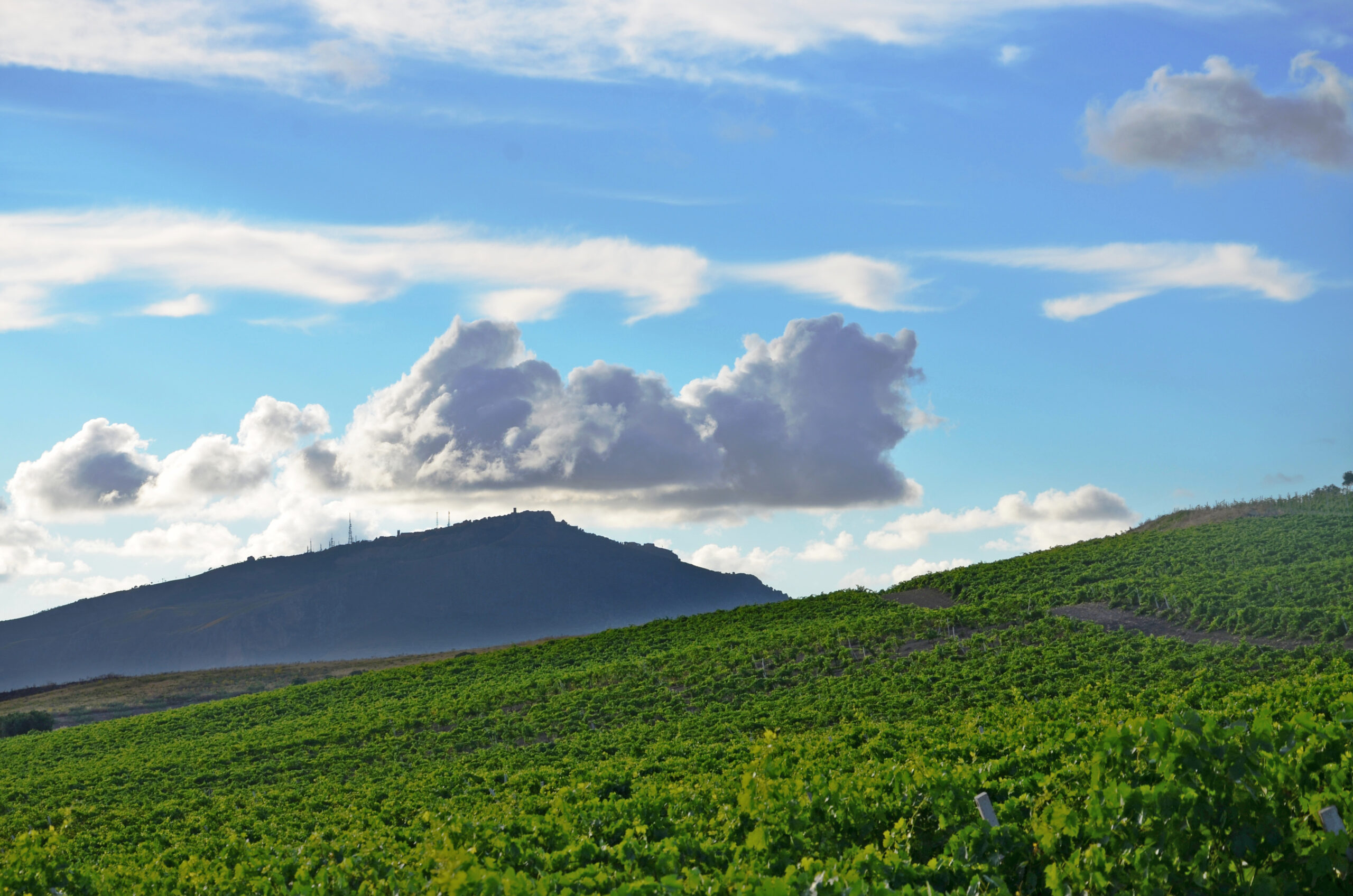 Erice dai vigneti